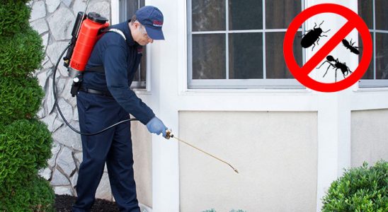 Sivaslı Pire İlaçlama böcek ilaçlama ve haşere kontrolü — ilaclama-tr.com